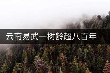 云南易武一樹齡超八百年古茶樹死亡，當地曾每年組織村民拜謁