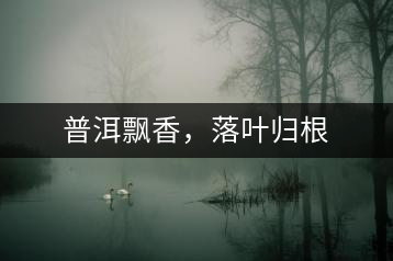 普洱飄香，落葉歸根