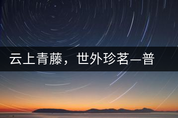 云上青藤，世外珍茗—普秀百年藤條茶即將上市