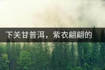 下關(guān)甘普洱，紫衣翩翩的綺麗小餅