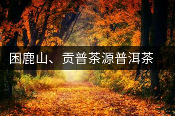 困鹿山、貢普茶源普洱茶羊城受熱捧