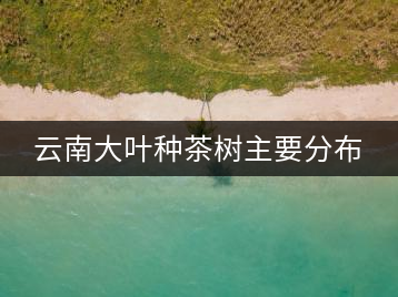 云南大葉種茶樹主要分布