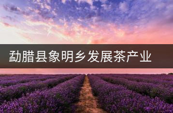 勐臘縣象明鄉(xiāng)發(fā)展茶產(chǎn)業(yè)見(jiàn)聞