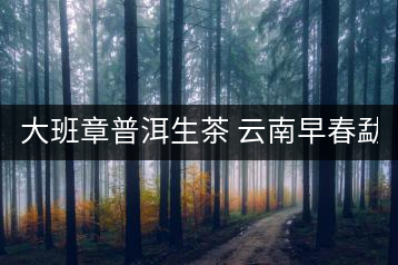 大班章普洱生茶 云南早春勐海古樹生茶357g七子餅普洱大葉種 餅茶