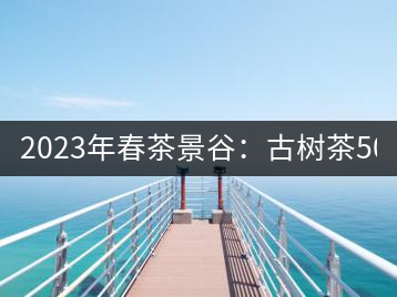 2023年春茶景谷：古樹茶500-600元／公斤，紫芽茶300-480元／公斤，白芽茶1200-2000元／公斤。