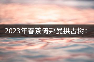 2023年春茶倚邦曼拱古樹：2500-3000元／公斤，貓耳朵6000元／公斤