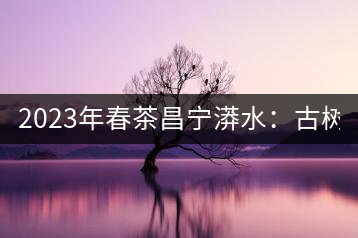 2023年春茶昌寧漭水：古樹混采純料480-600元／公斤，大樹360-420元／公斤，臺地260-300元／公斤，古樹單株均價880-1200元／公斤。