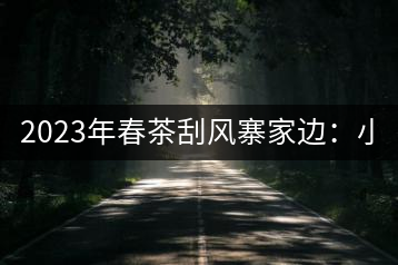 2023年春茶刮風寨家邊：小樹400-500，古樹1000-1600元／公斤
