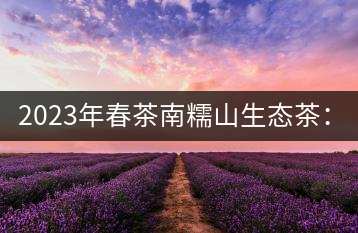 2023年春茶南糯山生態(tài)茶：200-300元／公斤，古樹：900-1500元／公斤