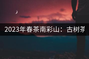 2023年春茶南彩山：古樹茶2000-2200元／公斤，大樹混采1200-1500元／公斤。