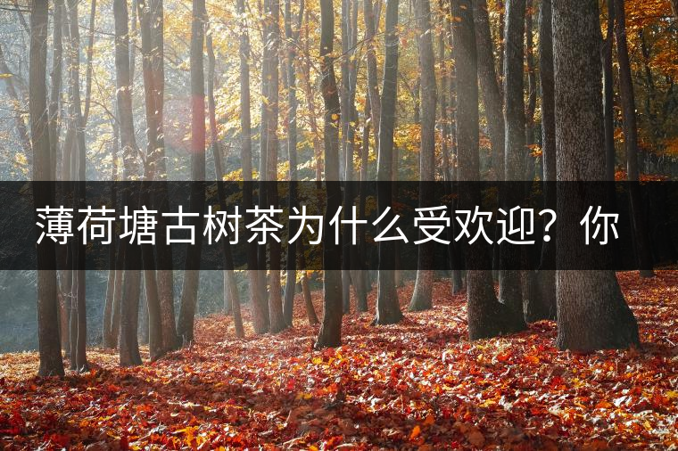 薄荷塘古樹茶為什么受歡迎？你知道嗎？