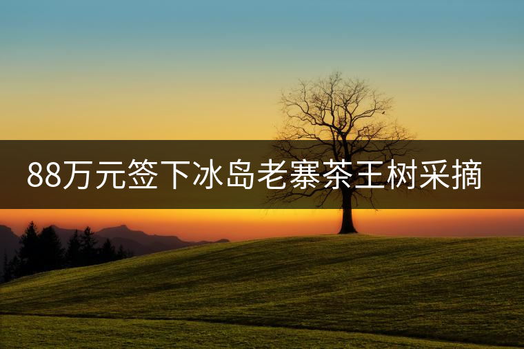 88萬元簽下冰島老寨茶王樹采摘權(quán)，誰說這是“競價交易”？