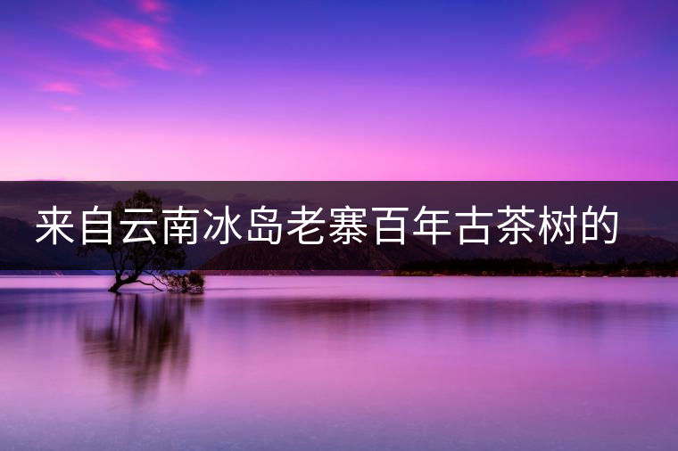 來自云南冰島老寨百年古茶樹的珍貴普洱