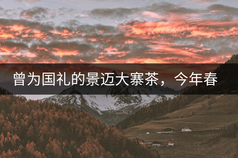 曾為國禮的景邁大寨茶，今年春茶性價(jià)比依舊高