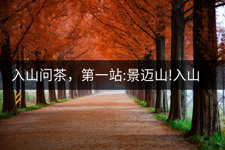 入山問茶，第一站:景邁山!入山問茶，第一站：景邁山！