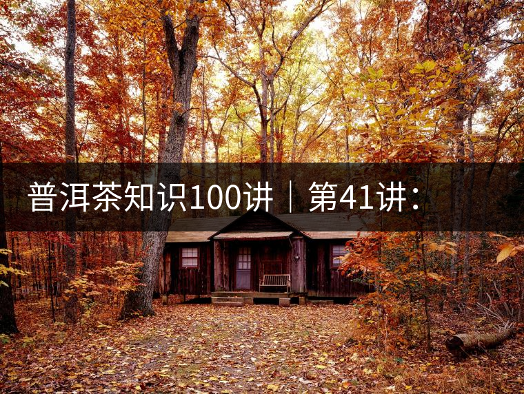 普洱茶知識(shí)100講|第41講:孤獨(dú)的邦崴過渡型古茶王 普洱茶知識(shí)100講|第41講:孤獨(dú)的邦崴過渡型古茶王