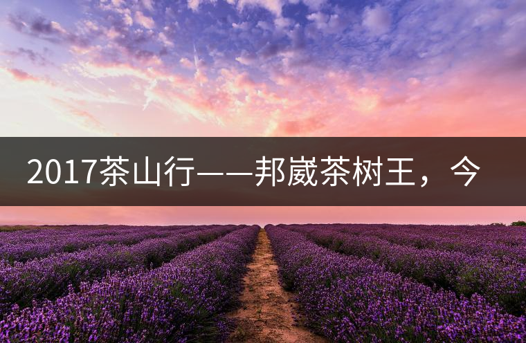 2017茶山行——邦崴茶樹王，今天你是長(zhǎng)這樣