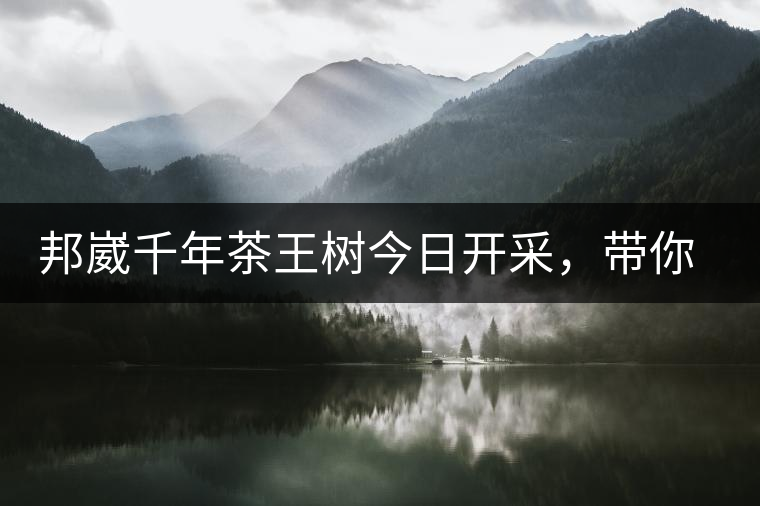 邦崴千年茶王樹今日開采，帶你了解被低估的邦崴古樹茶邦崴千年茶王樹今日開采，帶你了解被低估的邦崴古樹茶