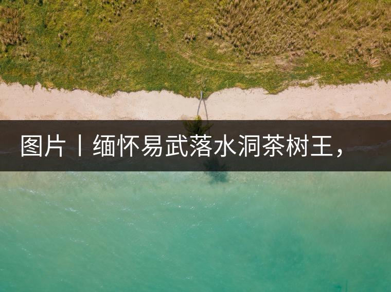 圖片丨緬懷易武落水洞茶樹王，犧牲前的樣貌圖片丨緬懷易武落水洞茶樹王，犧牲前的樣貌