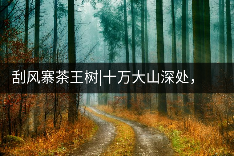 刮風(fēng)寨茶王樹|十萬大山深處，鮮為人知的王者刮風(fēng)寨茶王樹｜十萬大山深處，鮮為人知的王者