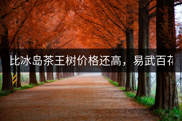 比冰島茶王樹價(jià)格還高，易武百花潭高桿古樹茶以100萬成...比冰島茶王樹價(jià)格還高，易武百花潭高桿古樹茶以100萬成交