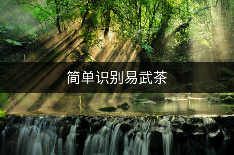 簡(jiǎn)單識(shí)別易武茶