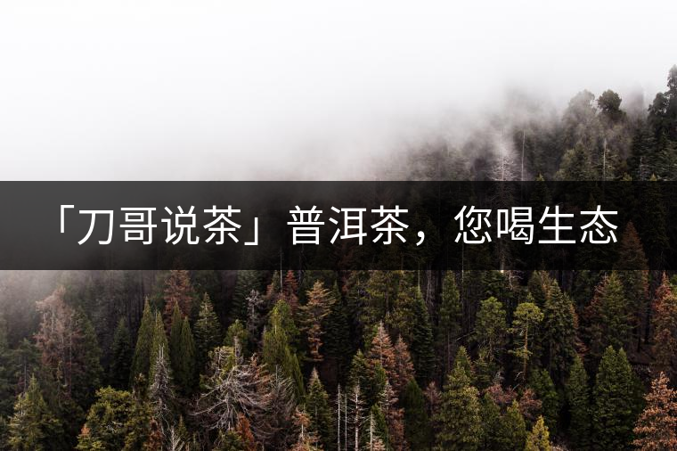 「刀哥說茶」普洱茶，您喝生態(tài)還是喝樹齡？
