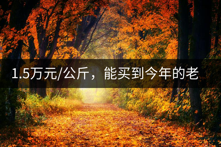 1.5萬元/公斤，能買到今年的老班章古樹茶嗎?1.5萬元/公斤，能買到今年的老班章古樹茶嗎？