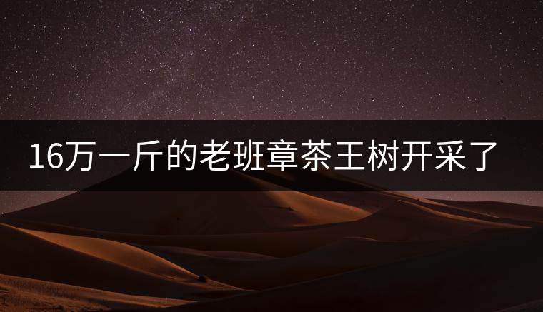 16萬一斤的老班章茶王樹開采了，茶友果斷拉了一車現(xiàn)金去...16萬一斤的老班章茶王樹開采了，茶友果斷拉了一車現(xiàn)金去！