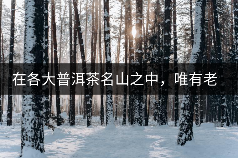 在各大普洱茶名山之中，唯有老曼峨古樹(shù)茶才能稱得上戰(zhàn)狼