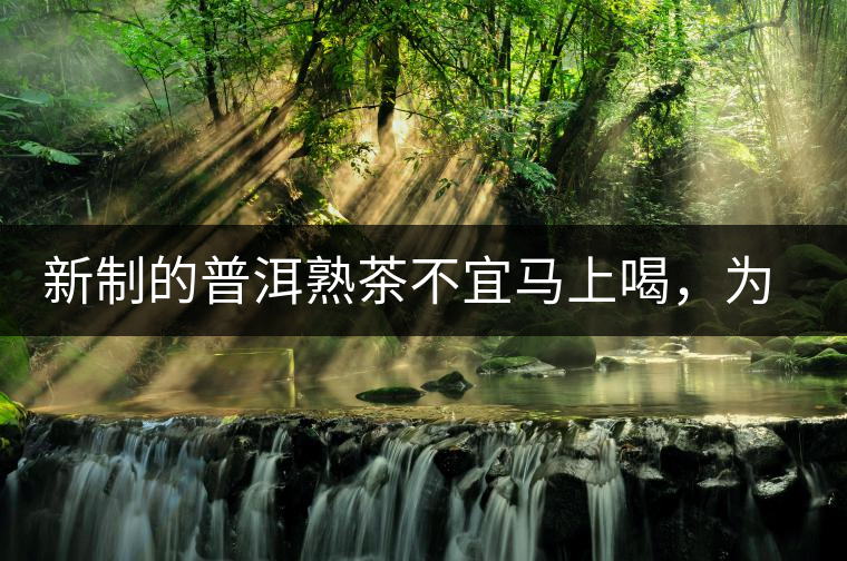 新制的普洱熟茶不宜馬上喝，為什么？