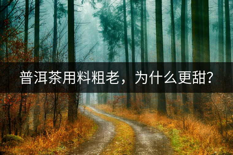 普洱茶用料粗老，為什么更甜？