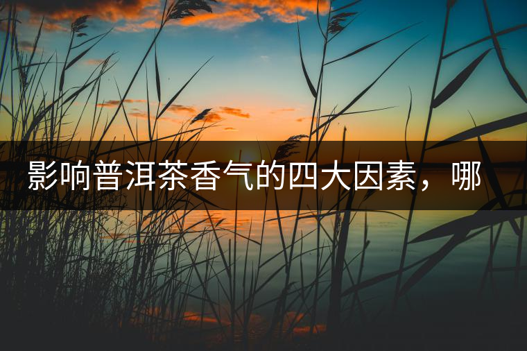 影響普洱茶香氣的四大因素，哪一個影響最大？