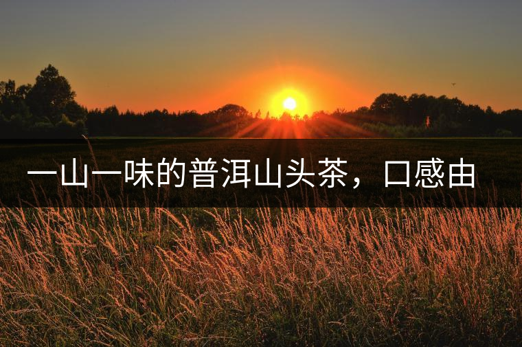 一山一味的普洱山頭茶，口感由這些因素決定
