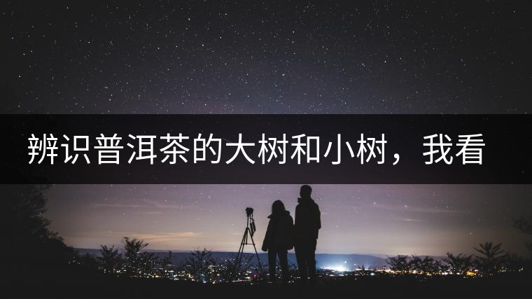 辨識普洱茶的大樹和小樹，我看這篇最靠譜