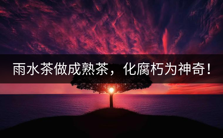 雨水茶做成熟茶，化腐朽為神奇！