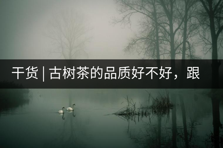 干貨 | 古樹茶的品質(zhì)好不好，跟耐泡度真的有關(guān)聯(lián)嗎？