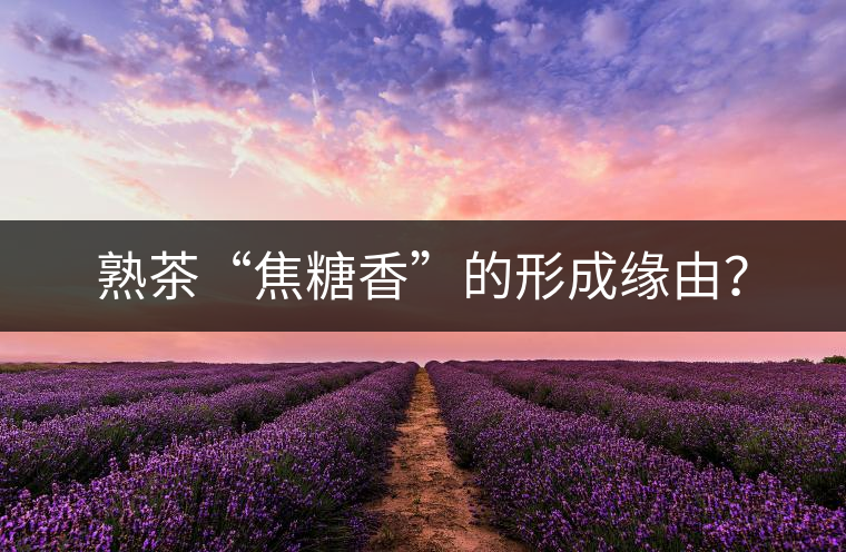 熟茶“焦糖香”的形成緣由？