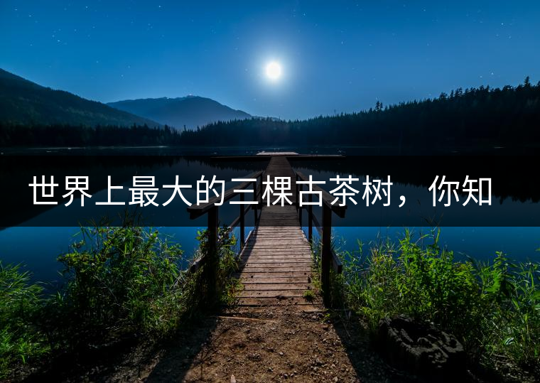 世界上最大的三棵古茶樹，你知道嗎？