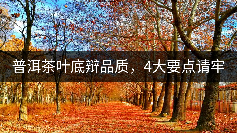 普洱茶葉底辯品質(zhì)，4大要點(diǎn)請牢記！