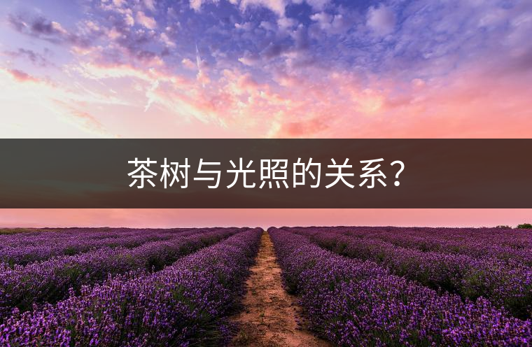 茶樹與光照的關(guān)系？