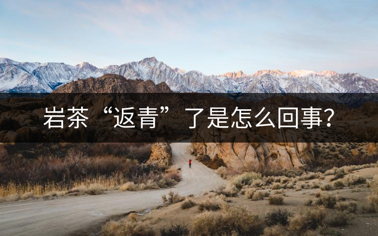 巖茶“返青”了是怎么回事？