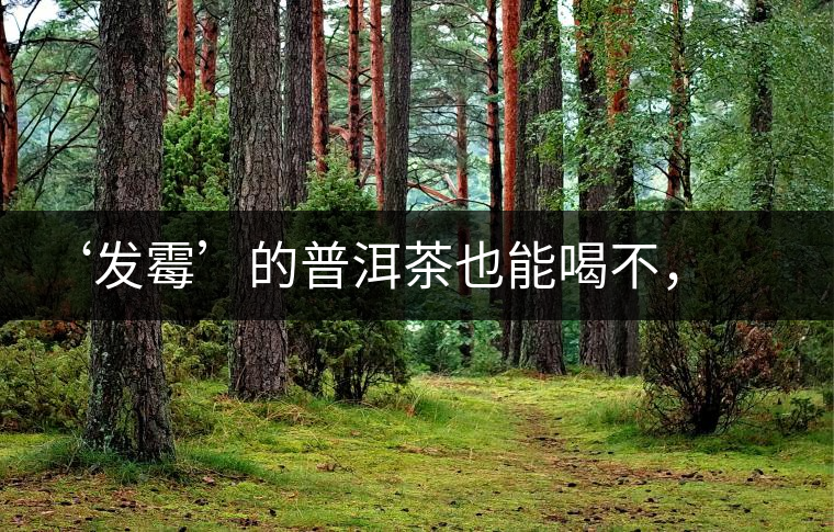 ‘發(fā)霉’的普洱茶也能喝不，看科學(xué)解釋