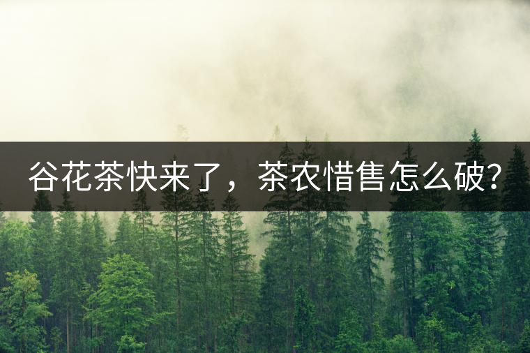 谷花茶快來了，茶農(nóng)惜售怎么破？