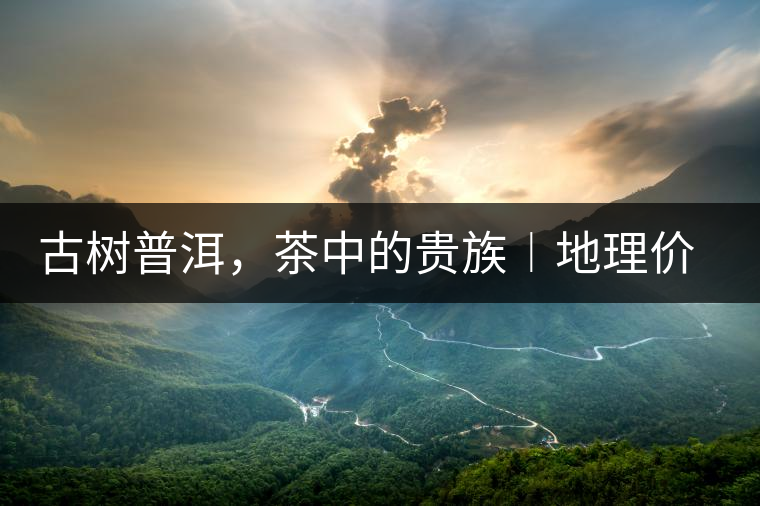 古樹普洱，茶中的貴族︱地理價值是普洱茶的最大資源優(yōu)勢