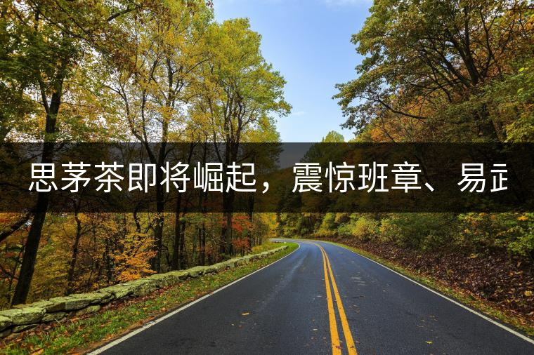 思茅茶即將崛起，震驚班章、易武！