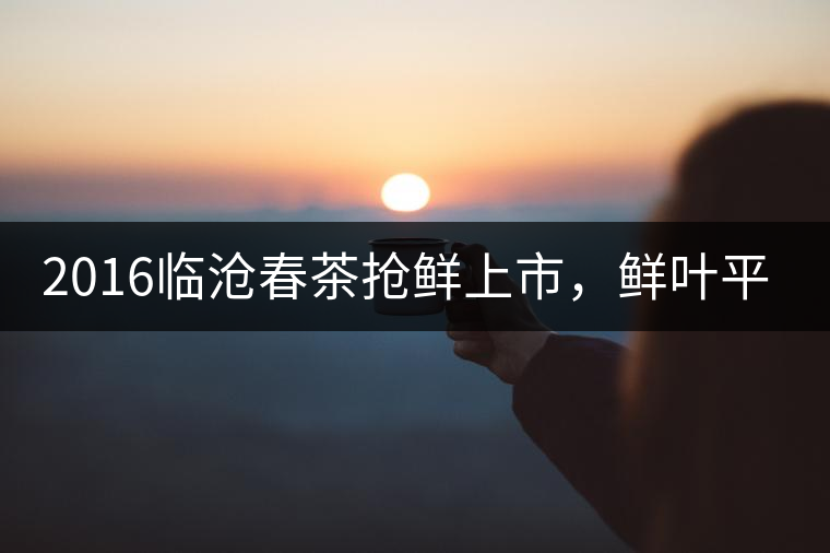 2016臨滄春茶搶鮮上市，鮮葉平均價同比去年減幅6.3%