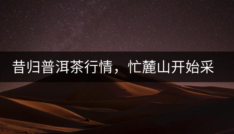 昔歸普洱茶行情，忙麓山開始采制春茶