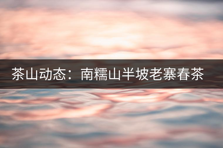 茶山動(dòng)態(tài)：南糯山半坡老寨春茶鮮葉收購啟動(dòng)