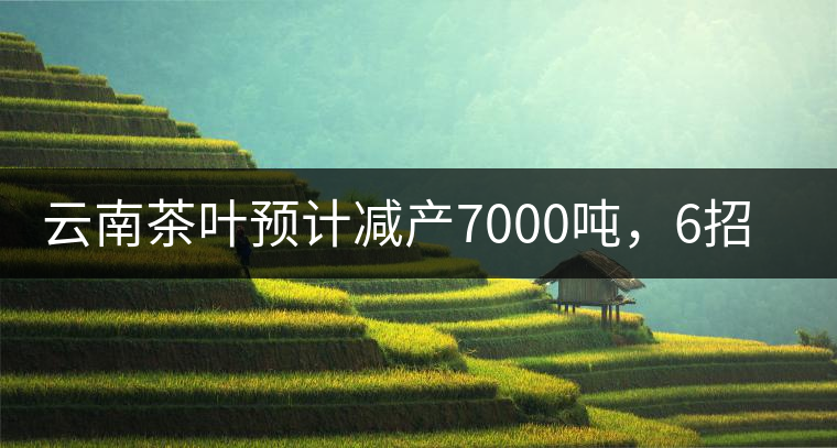 云南茶葉預(yù)計(jì)減產(chǎn)7000噸，6招助推茶業(yè)健康發(fā)展